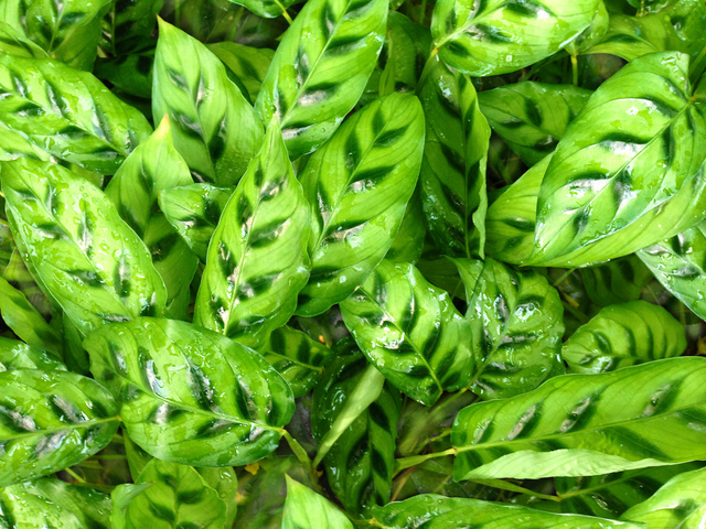 Revitalisez votre décoration avec des plantes d’intérieur, une bouffée d’air frais assurée !